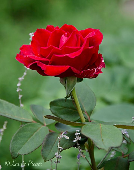 RosesMrLincoln